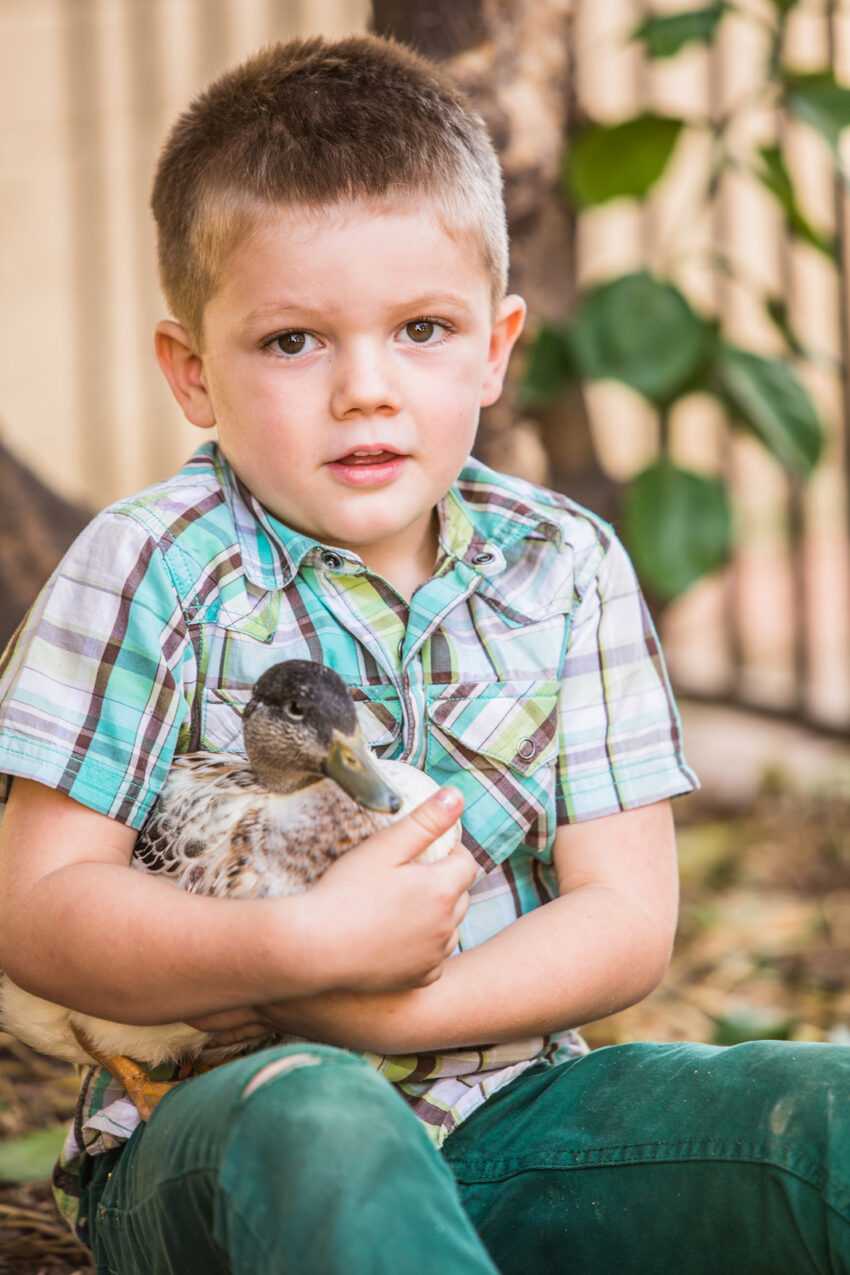 What Can You Feed Baby Ducks? - AnimalFYI