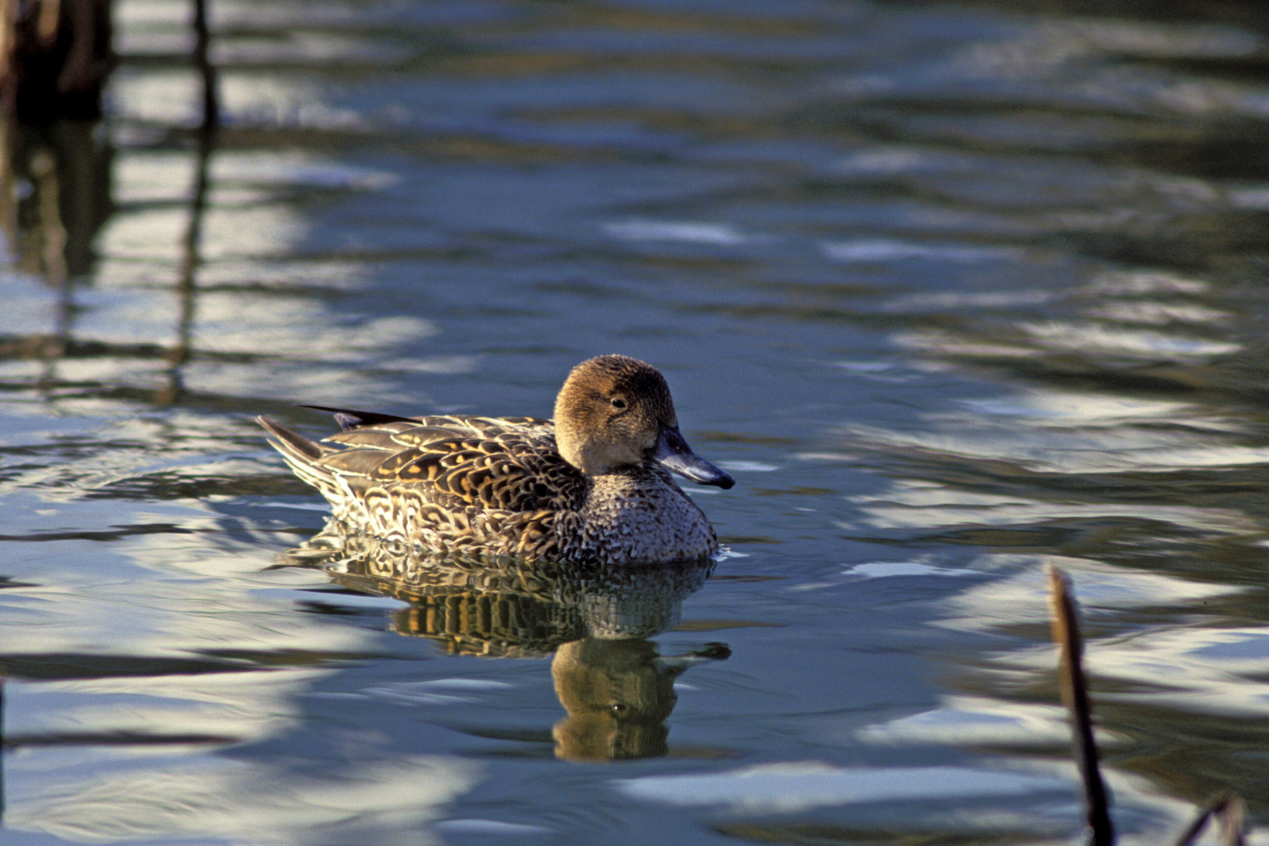 How Much Does A Duck Cost AS A PET AnimalFYI