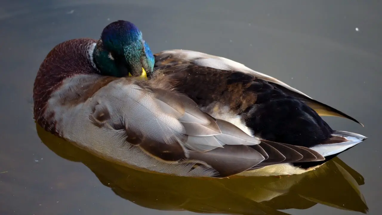 Do Ducks Sleep? Answering Common Duck-Sleep Questions