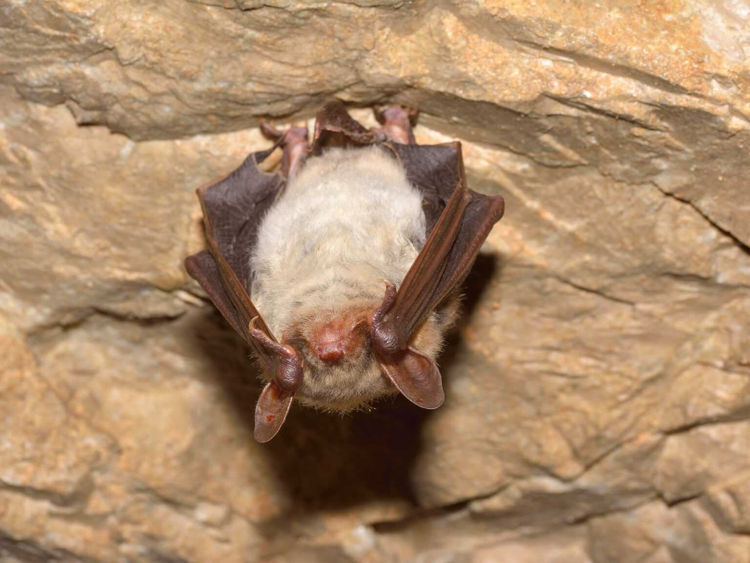 Do Bats Have Eyes? How Well Can They See? - AnimalFYI