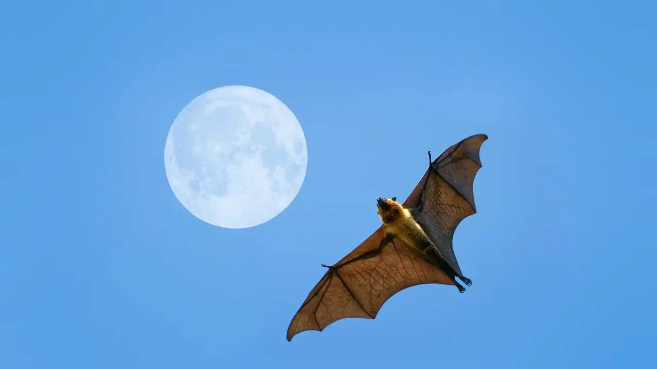 Do Bats Hibernate or Migrate?