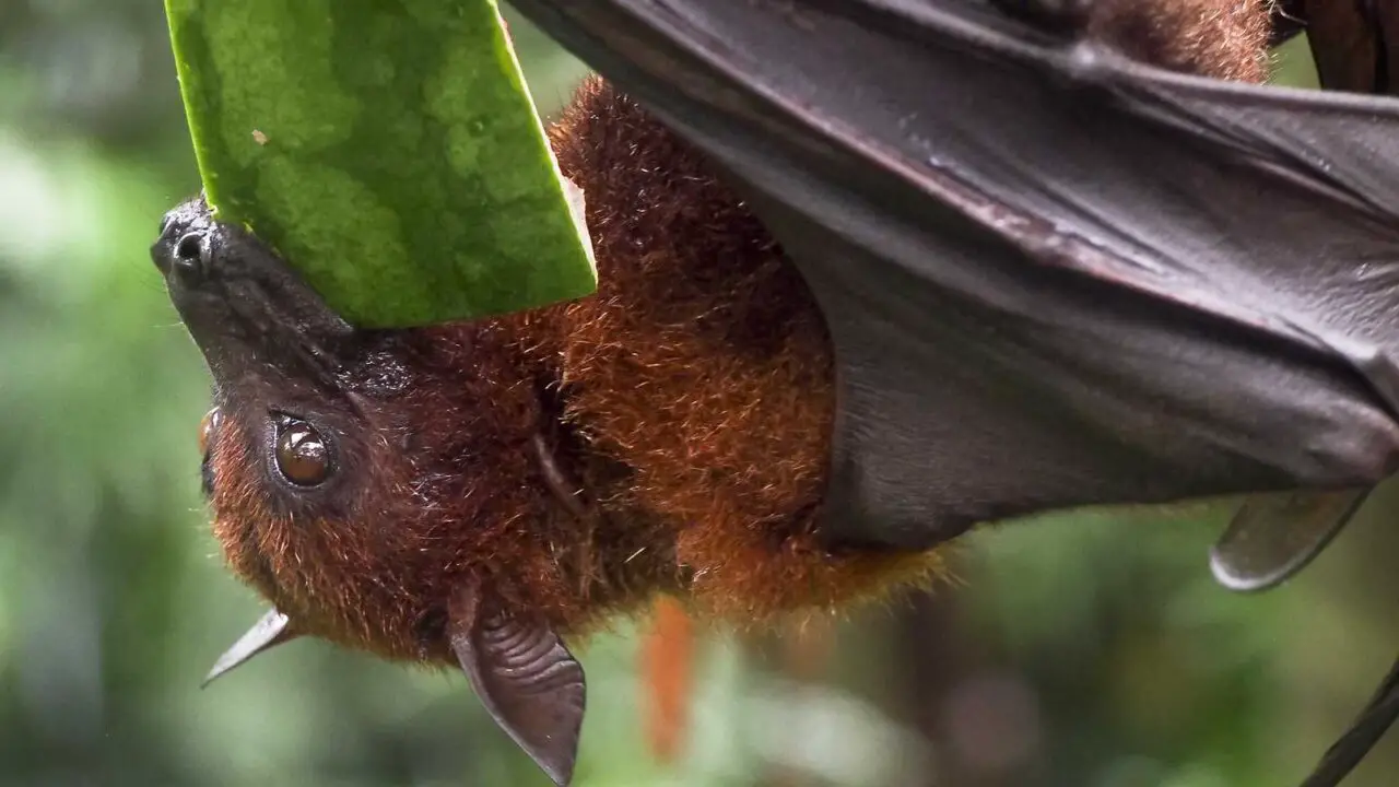 How Long Can Bats Live Without Food?