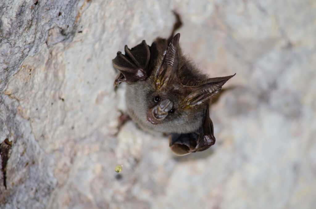 Can Bats Fly from the Ground? You May be Surprised! - AnimalFYI