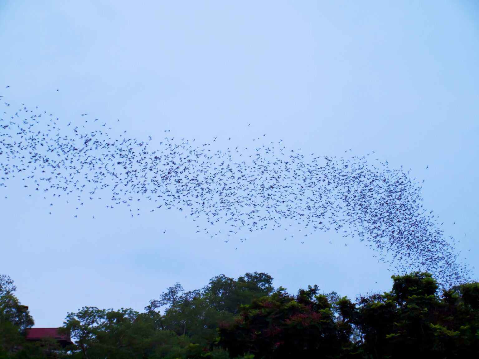 What Time Do Bats Come Out? Learn More About Bats’ Routines AnimalFYI