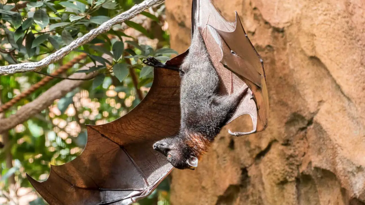 Is it Legal to Have a Pet Bat?