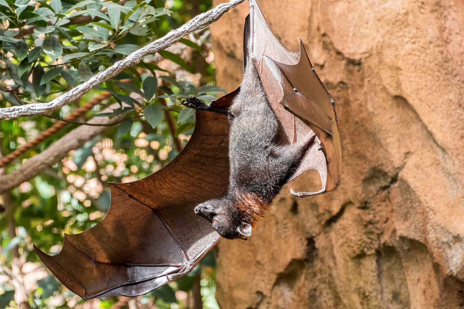 is it legal to have a pet bat?