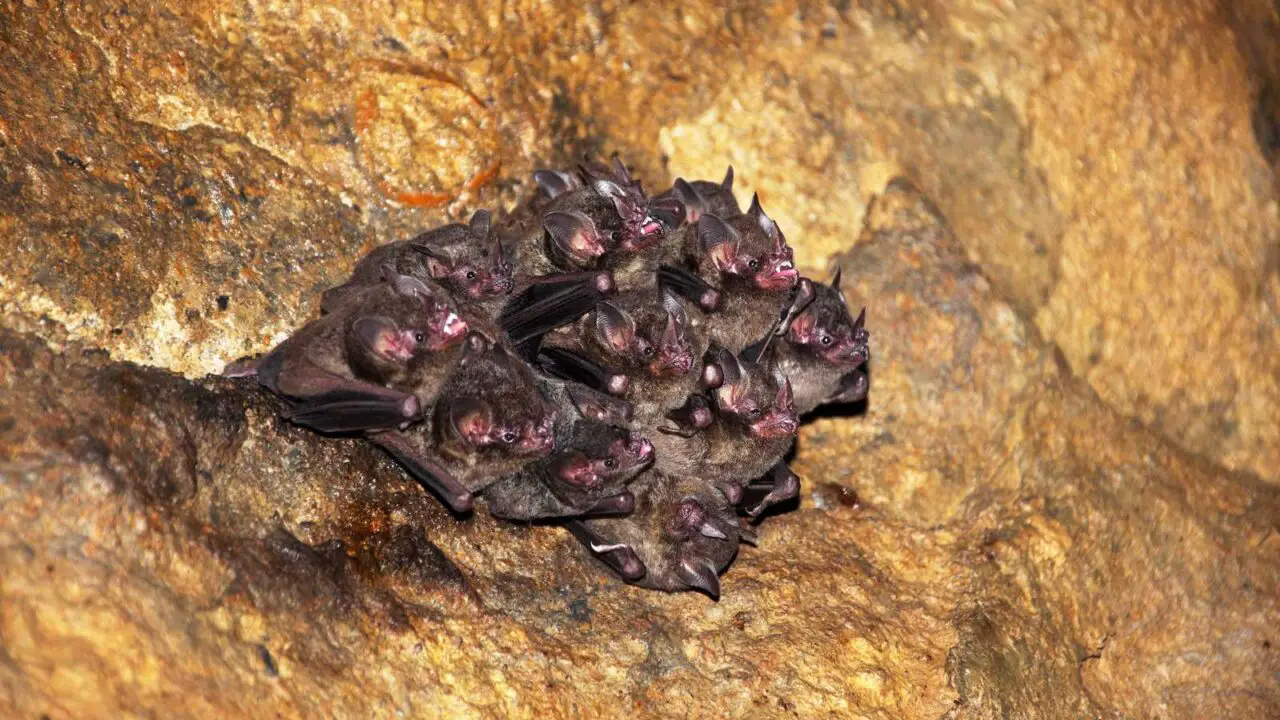 Extraordinary Bat Habitats [+Where to Find Them]