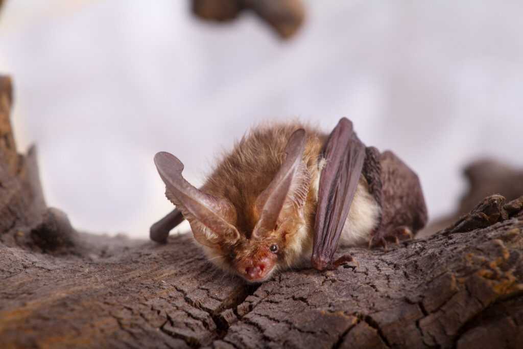 What Do Bats Eat? [WILD & DOMESTIC] - AnimalFYI