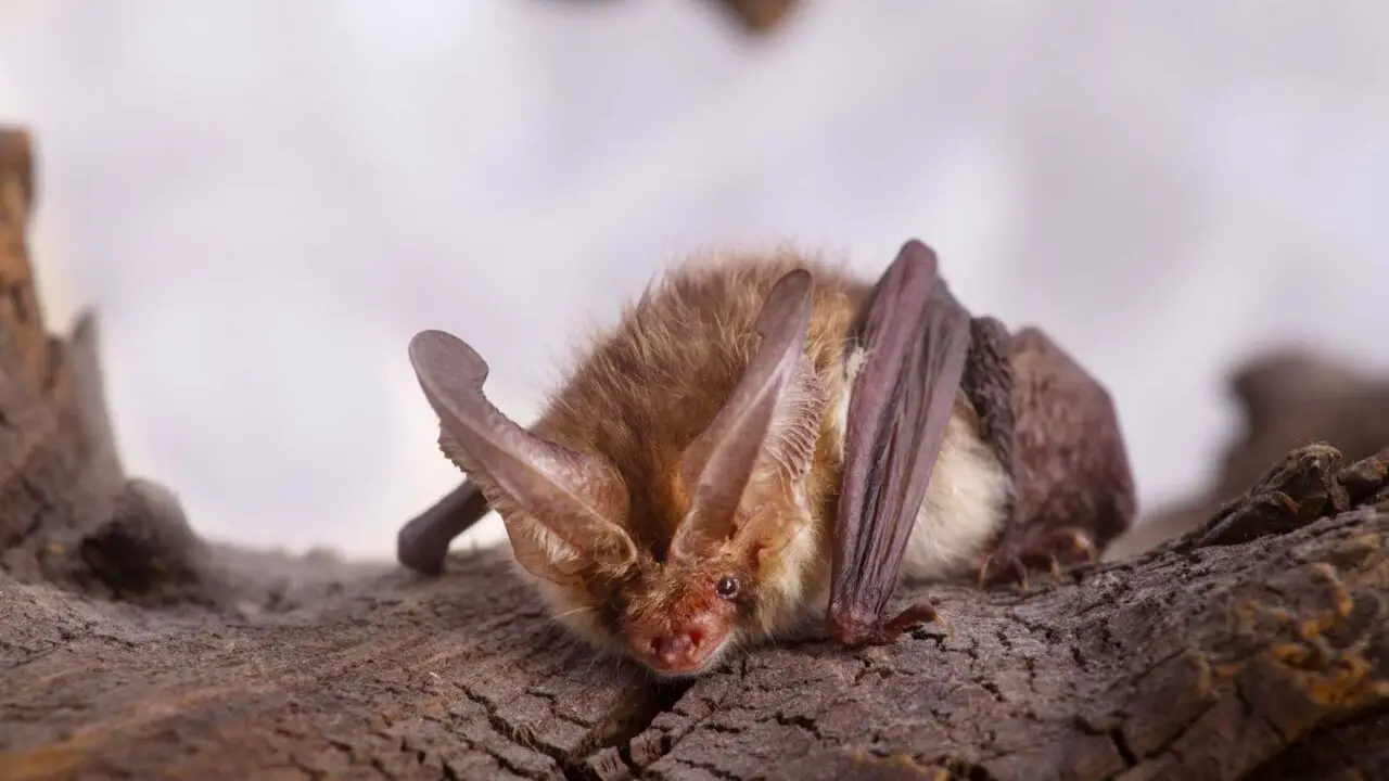 What Do Bats Eat? [WILD & DOMESTIC]