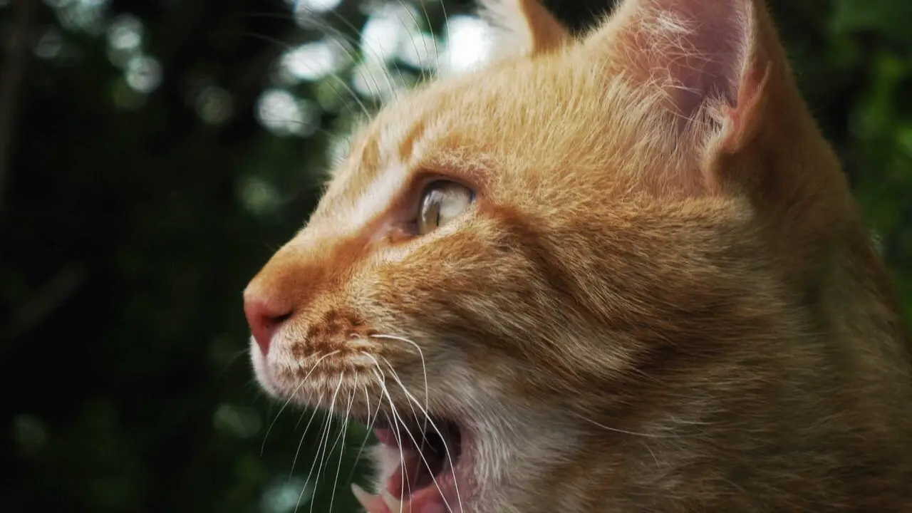 Do Cats Breathe Through Their Mouths? Do They Breathe Fast?
