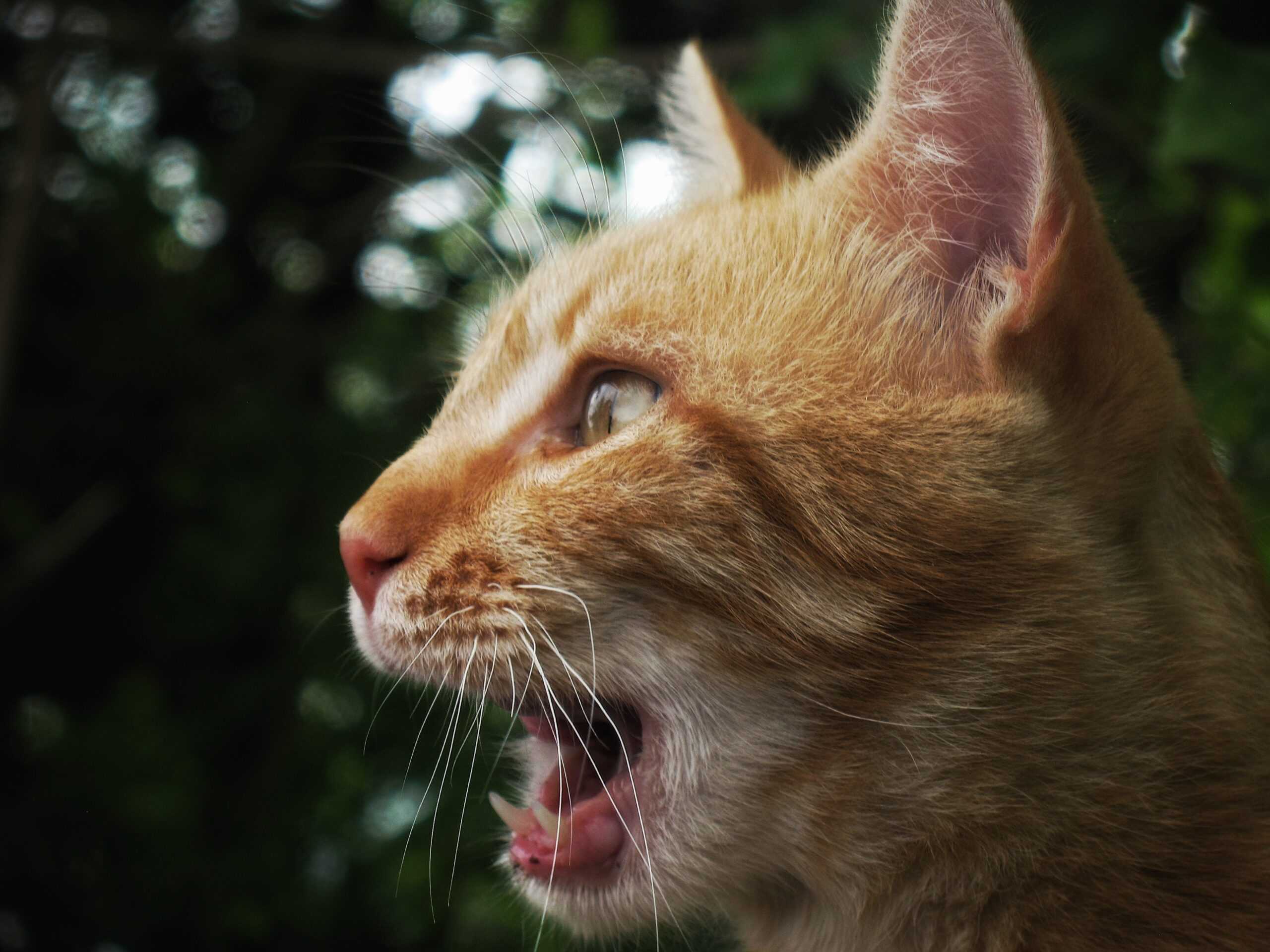 Do cats breather through their mouths?