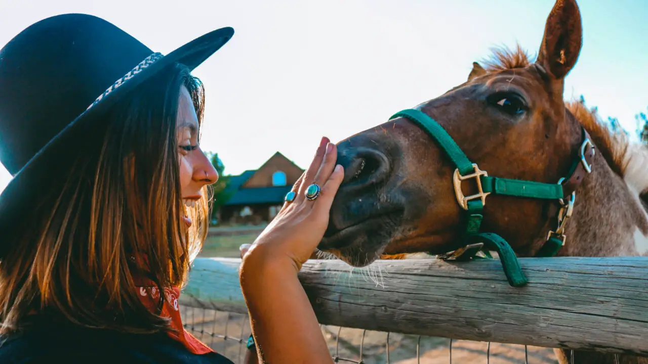 Do Horses Make Good Pets?