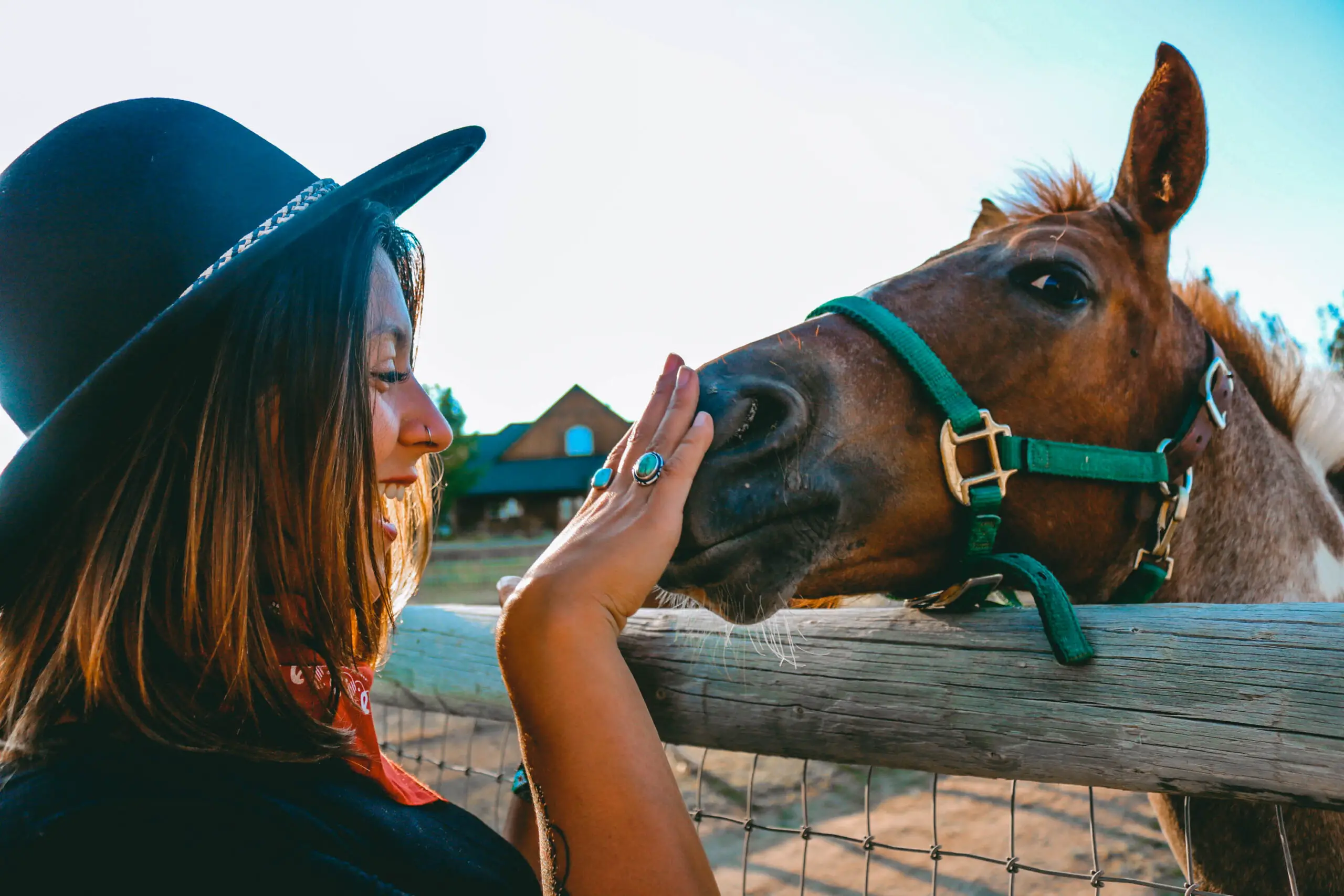 Do horses make good pets?