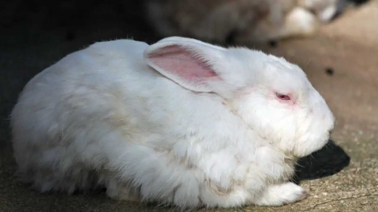 How Do Rabbits Sleep? How Long Do They Sleep?