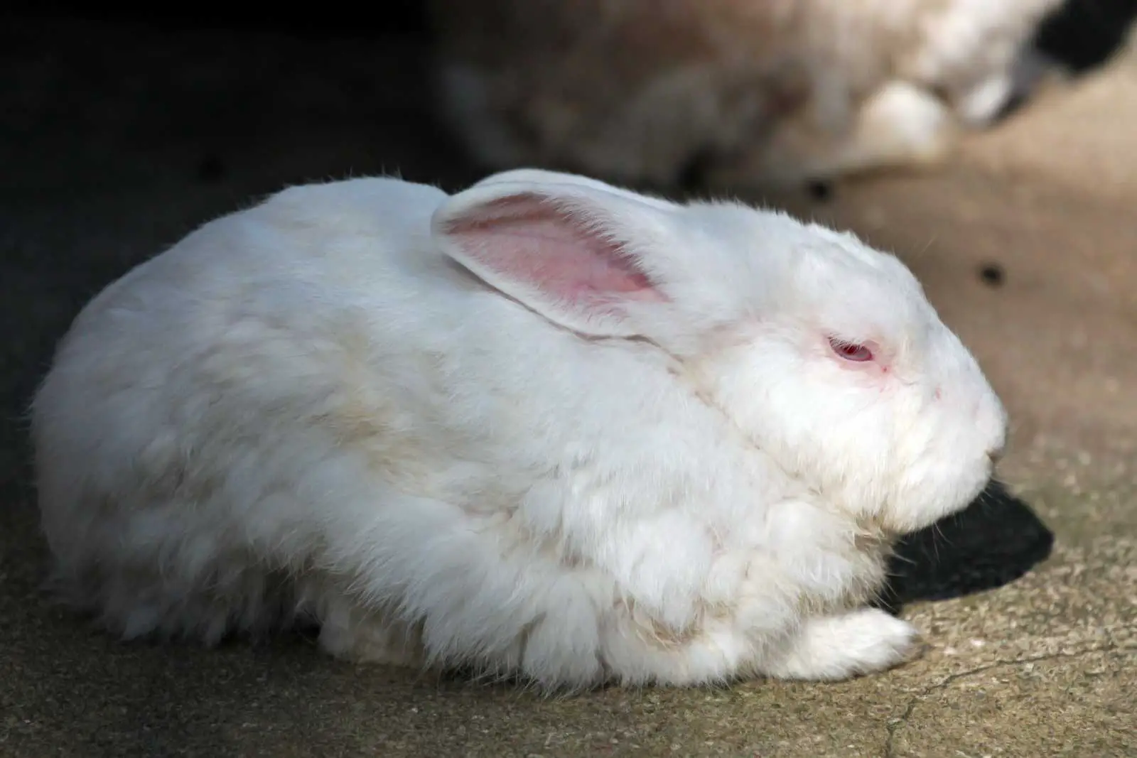 How long do rabbits sleep?