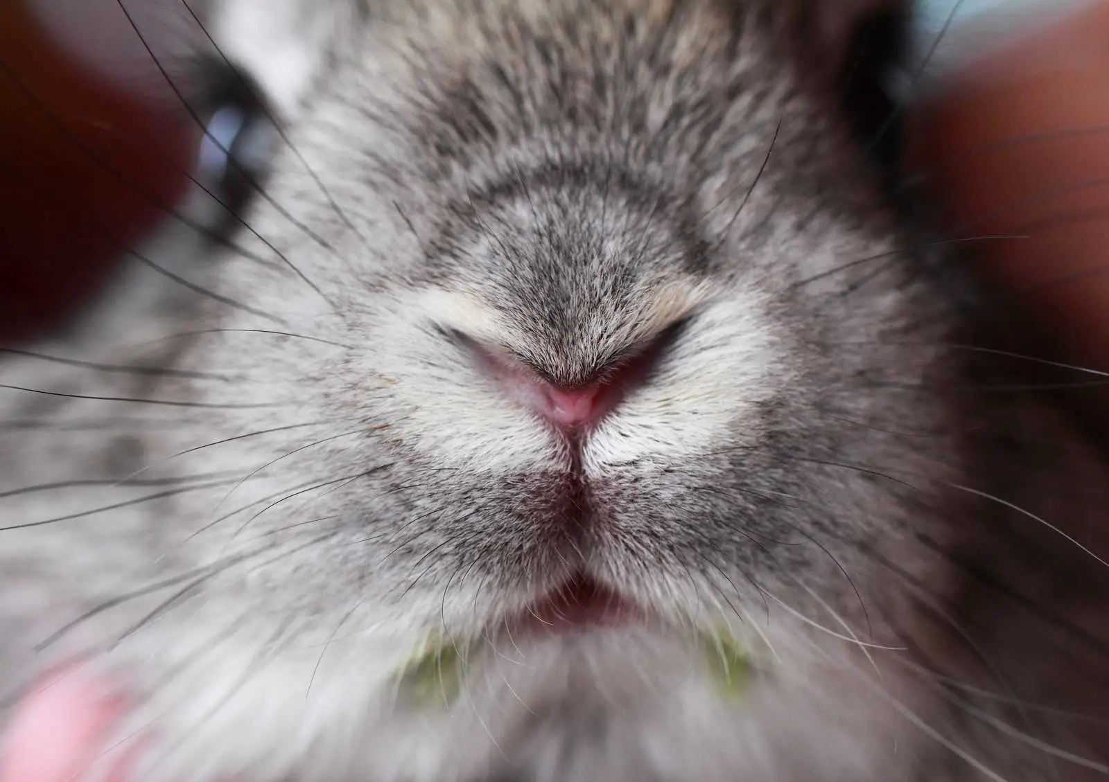 Why do rabbits noses twitch?