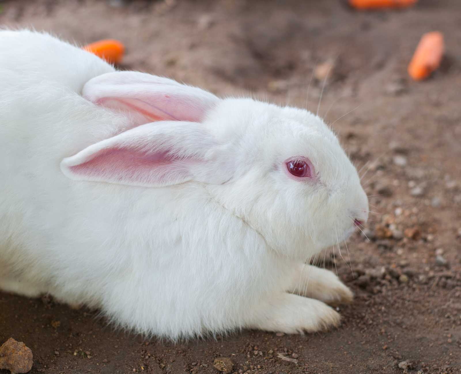 Why do rabbits have red eyes?