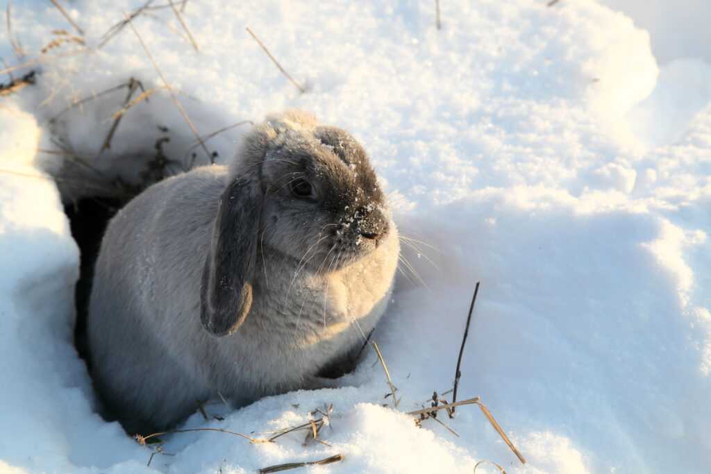 Why Do Rabbits Cover up Their Holes? - AnimalFYI