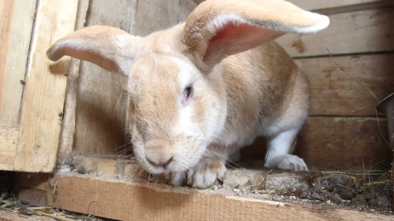 Why Do Rabbits Have Whiskers?