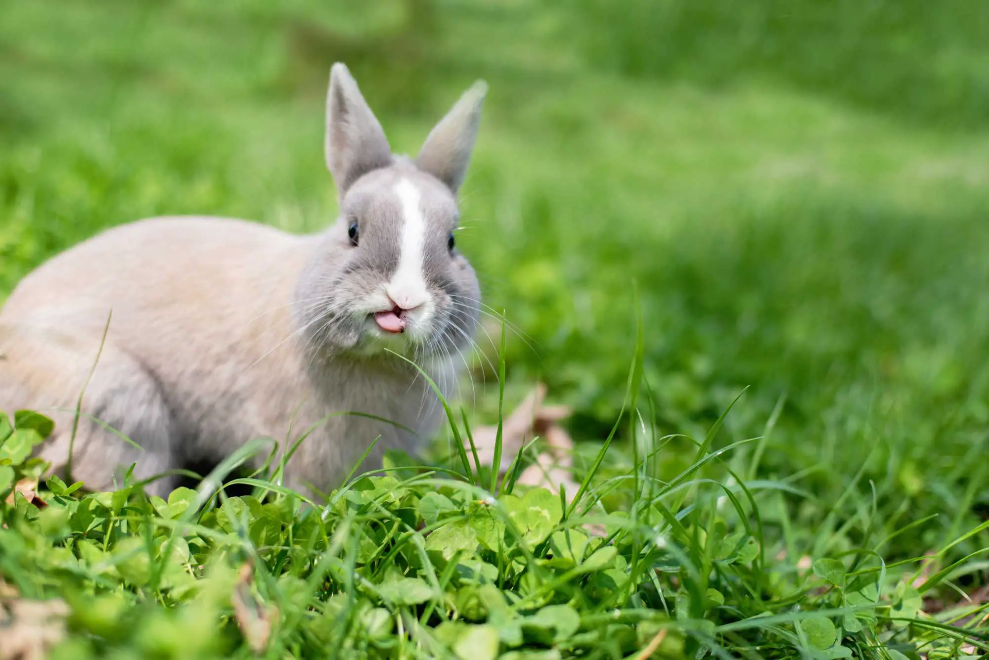 Why do rabbits lick things?