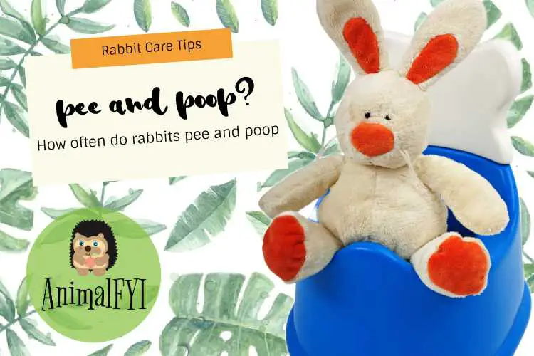 how often do rabbits pee and poop?