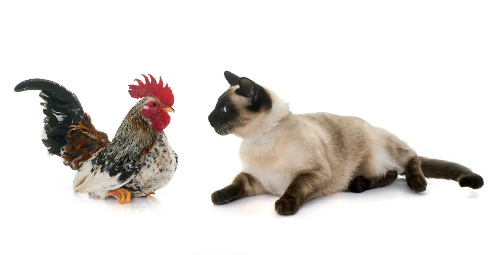 Do Cats Kill Chickens?