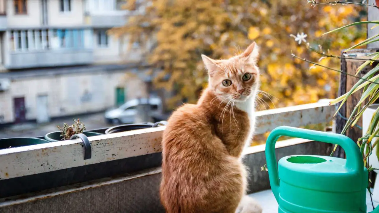 Why Cats Jump Off Balconies [+What You Can Do About it]