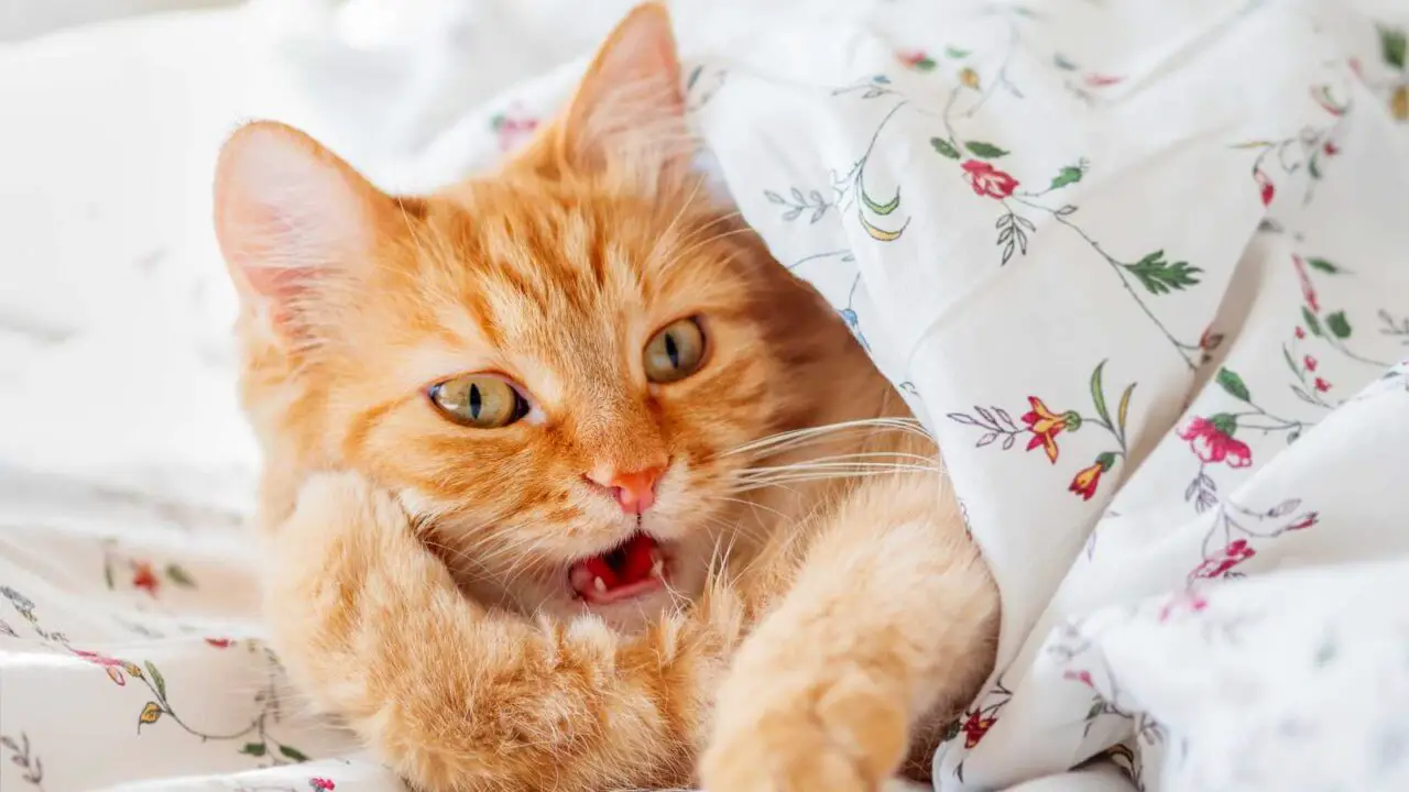 Cat Got Their Tongue? What Cats Can & Can’t Understand in English