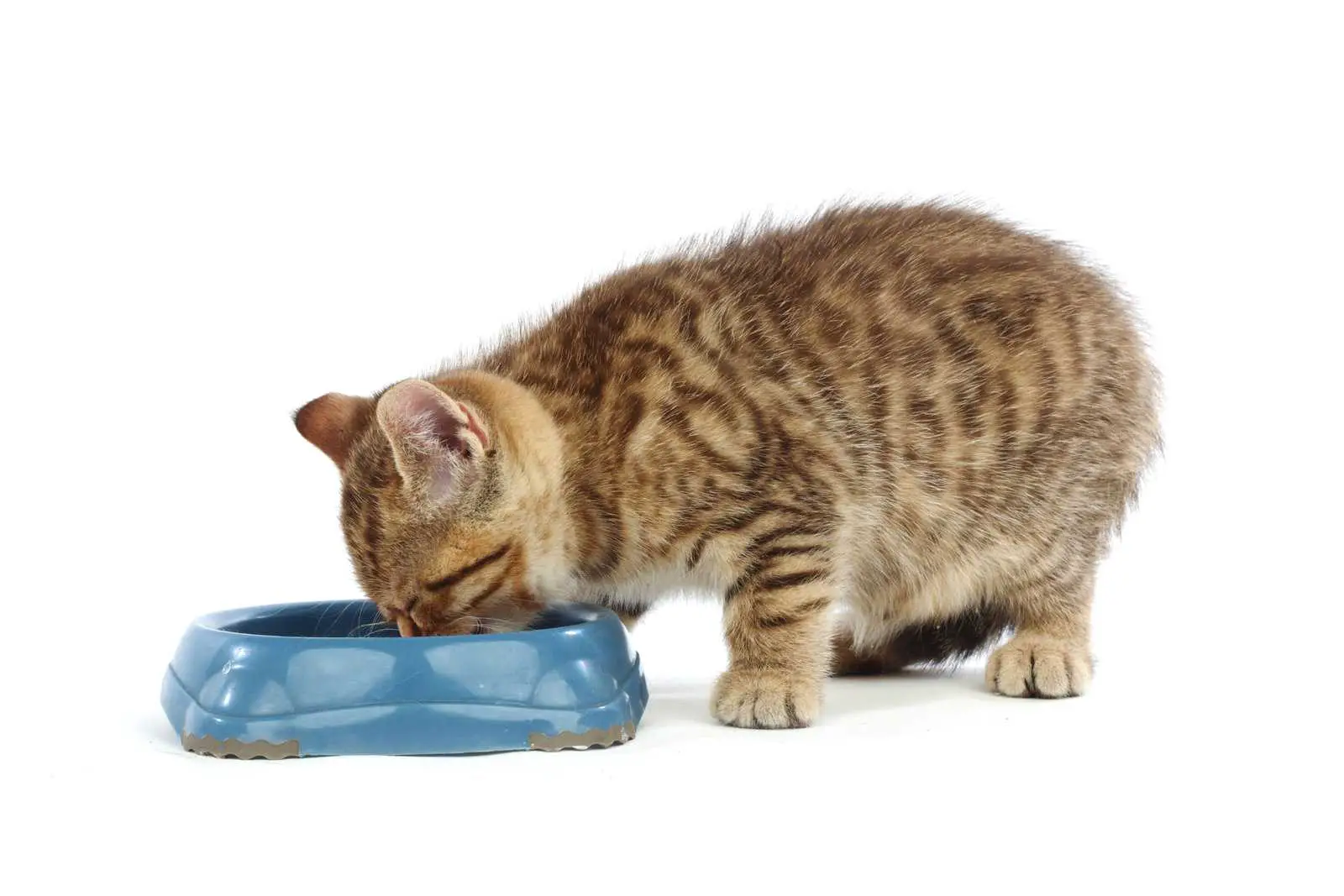 Do cats chew their food?