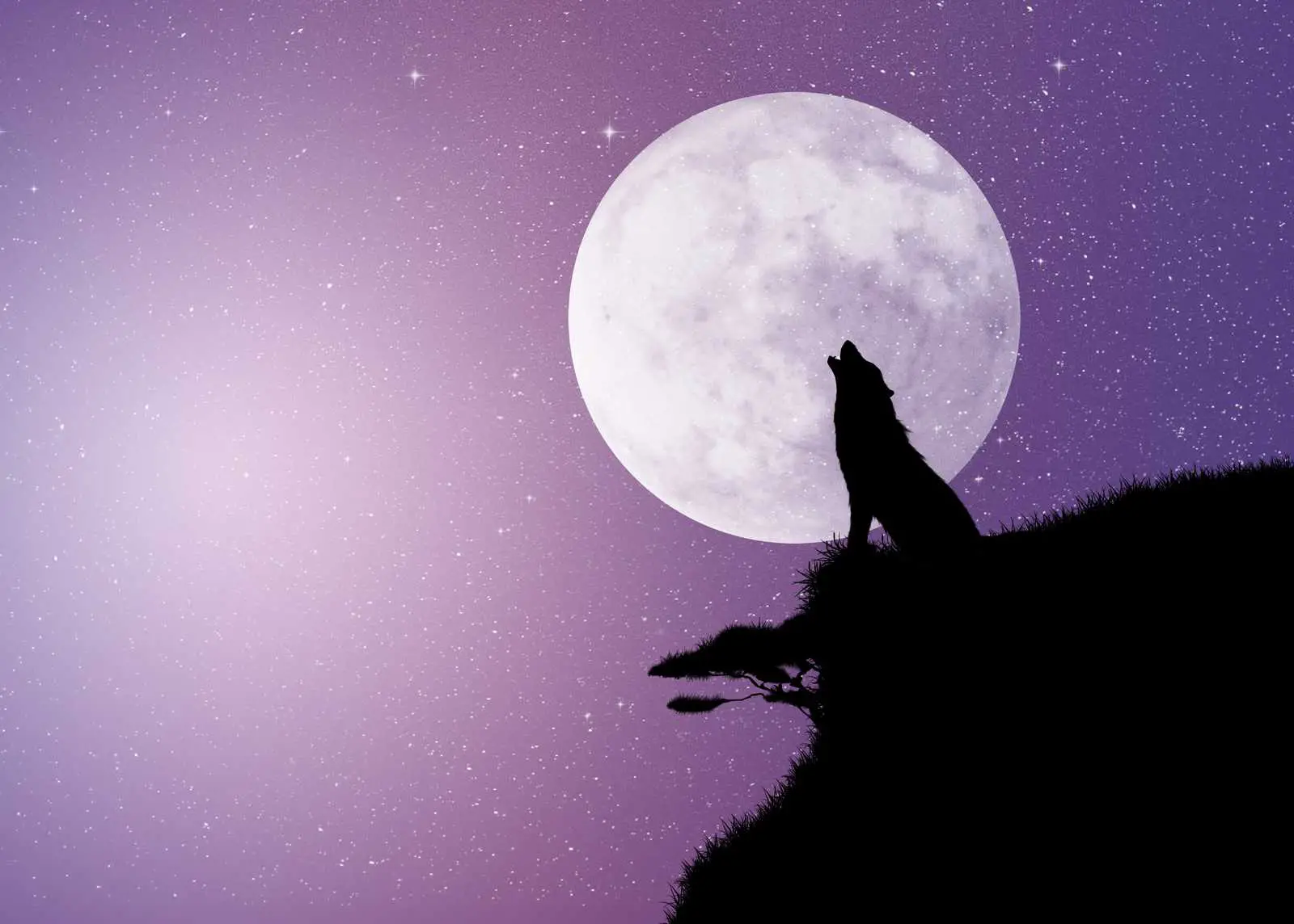Do dogs howl at the moon?