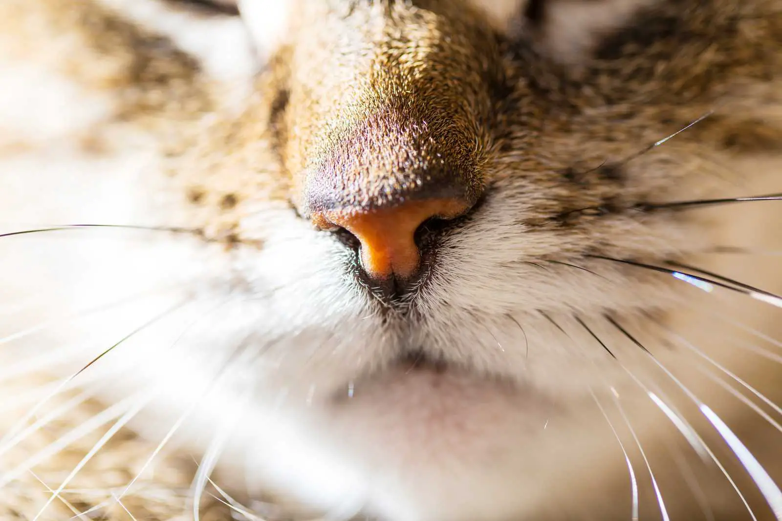 Will my cat's whiskers grow back?