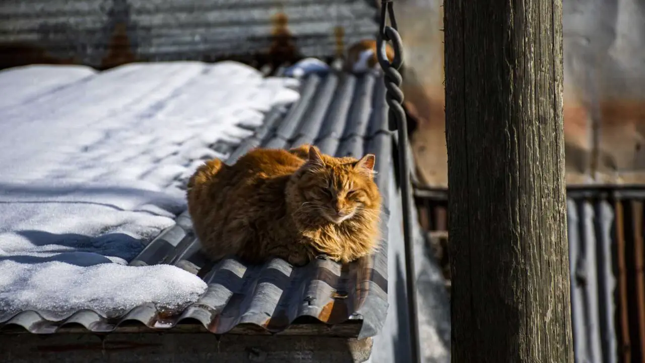 Frigid Felines: Do Cats Get Cold?