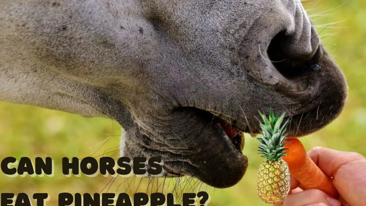 Can Horses Eat Pineapple? A Comprehensive Guide