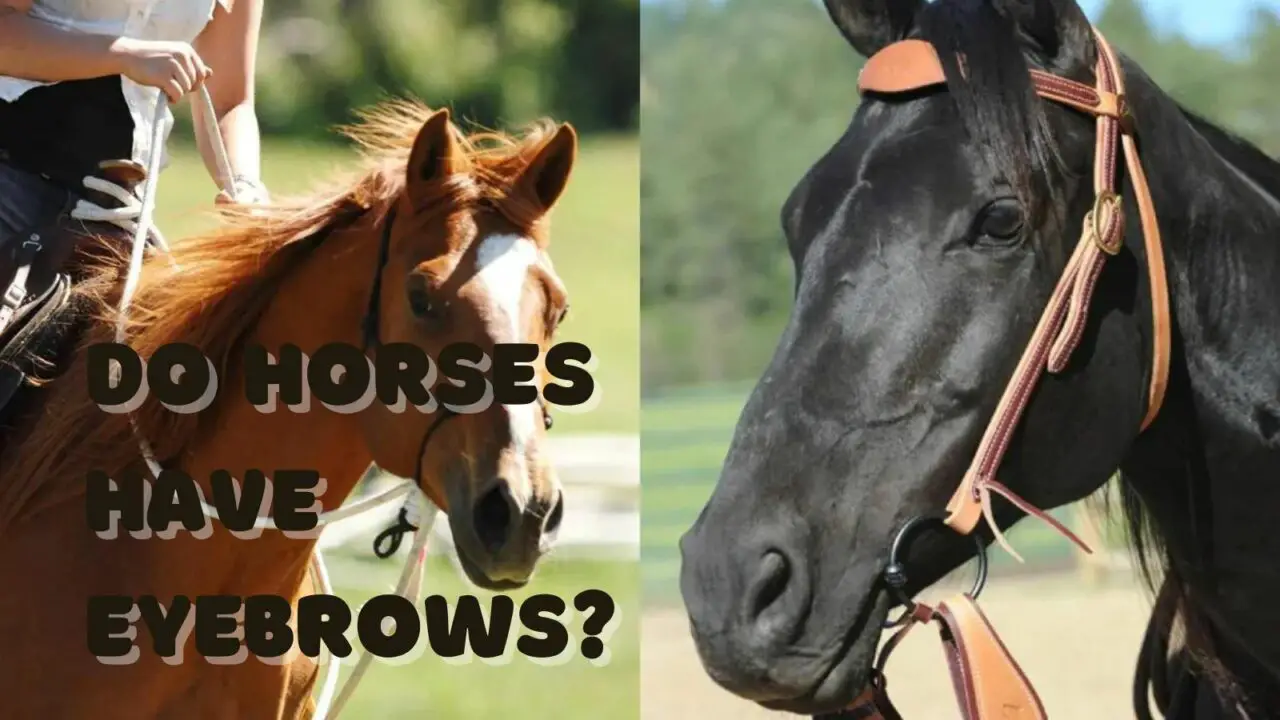 Do Horses Have Eyebrows? The Truth Behind Facial Features in Horses