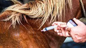 Ketamine's Popularity as a Horse Tranquilizer