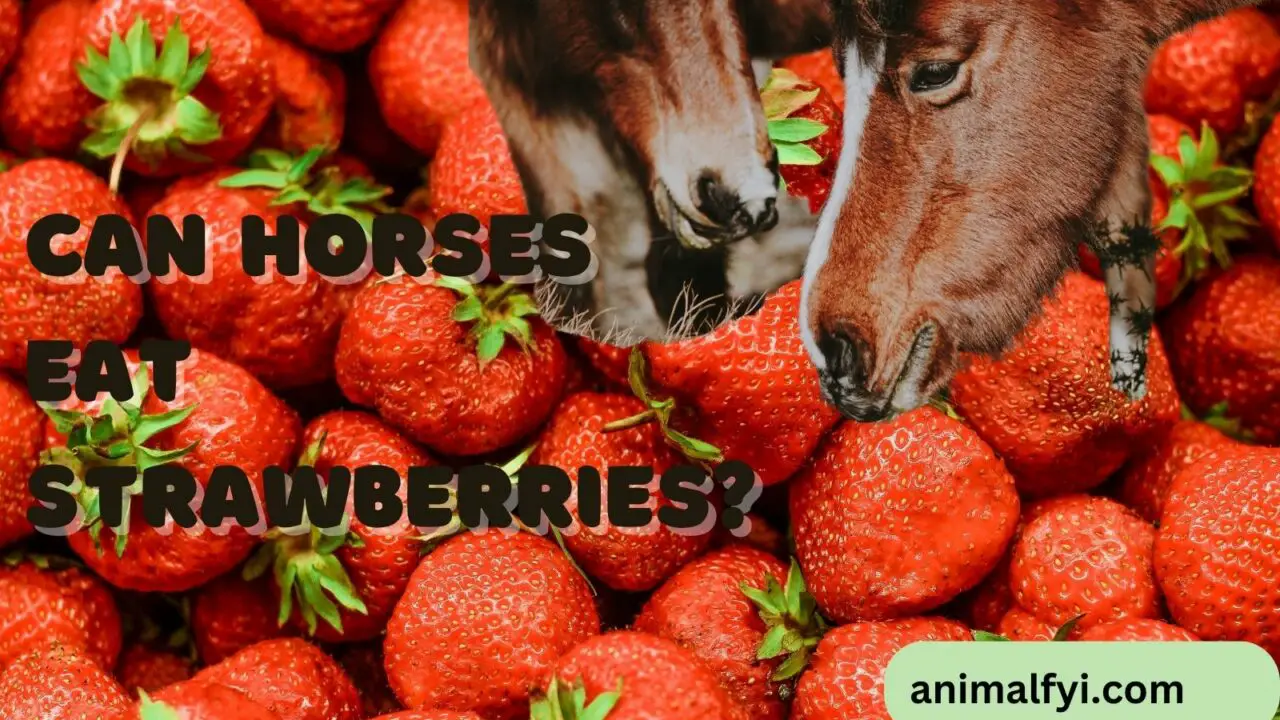 Can Horses Eat Strawberries?