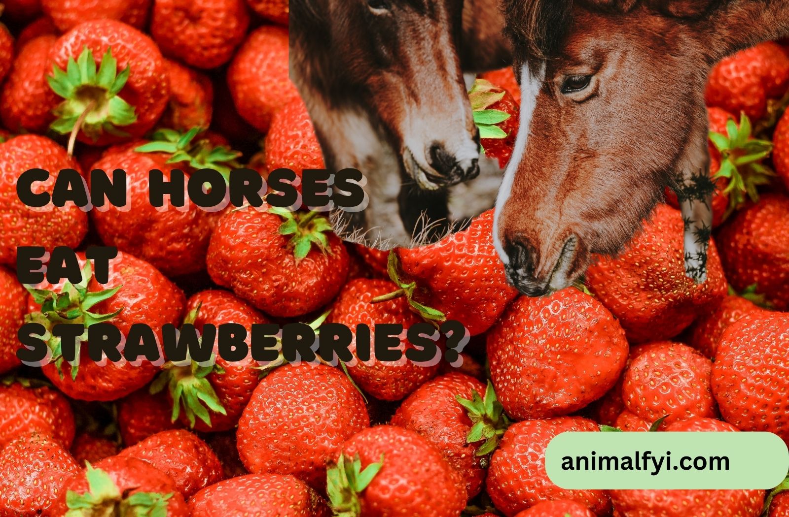 Can Horses Eat Strawberries?