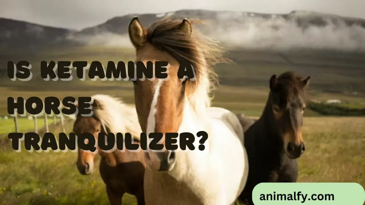 Is Ketamine A Horse Tranquilizer?