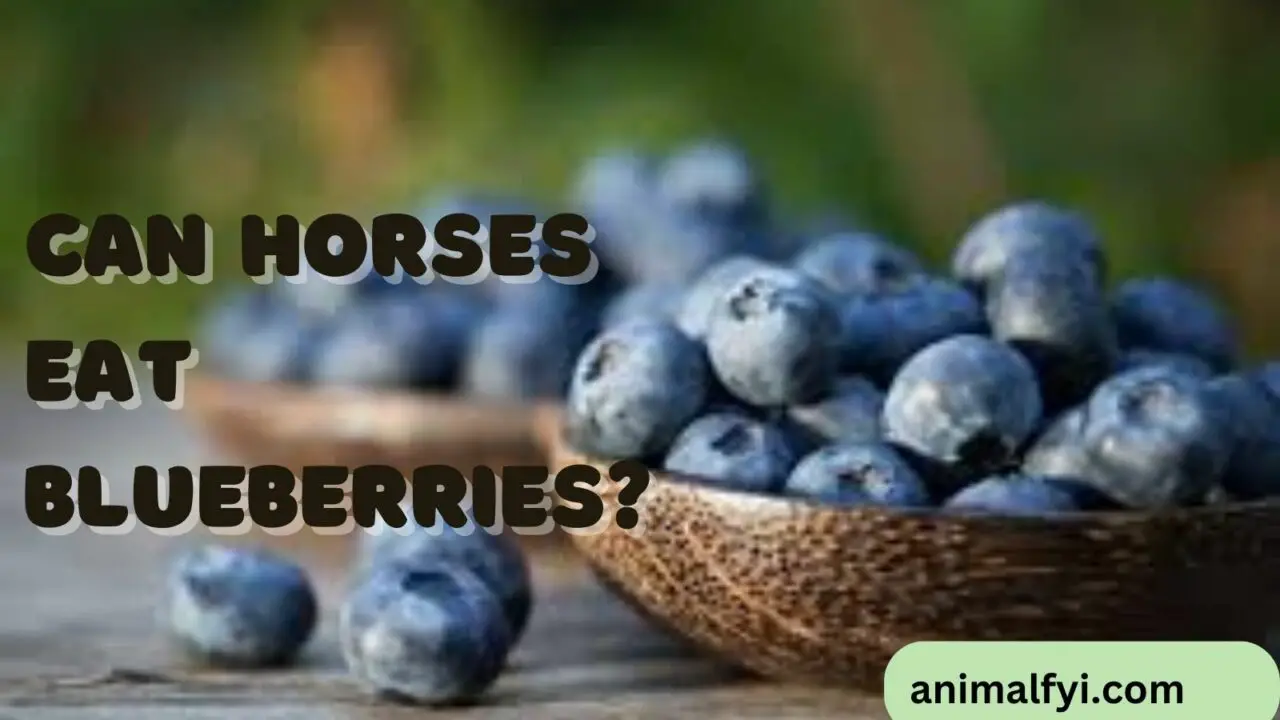 Can Horses Eat Blueberries?
