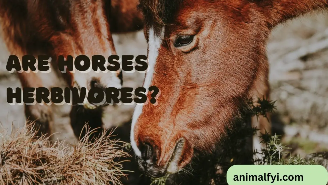 Are Horses Herbivores? Understanding Their Plant-Based Diet