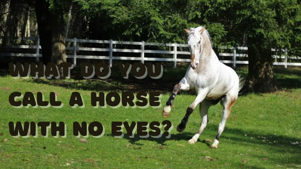 What Do You Call a Horse With No Eyes?