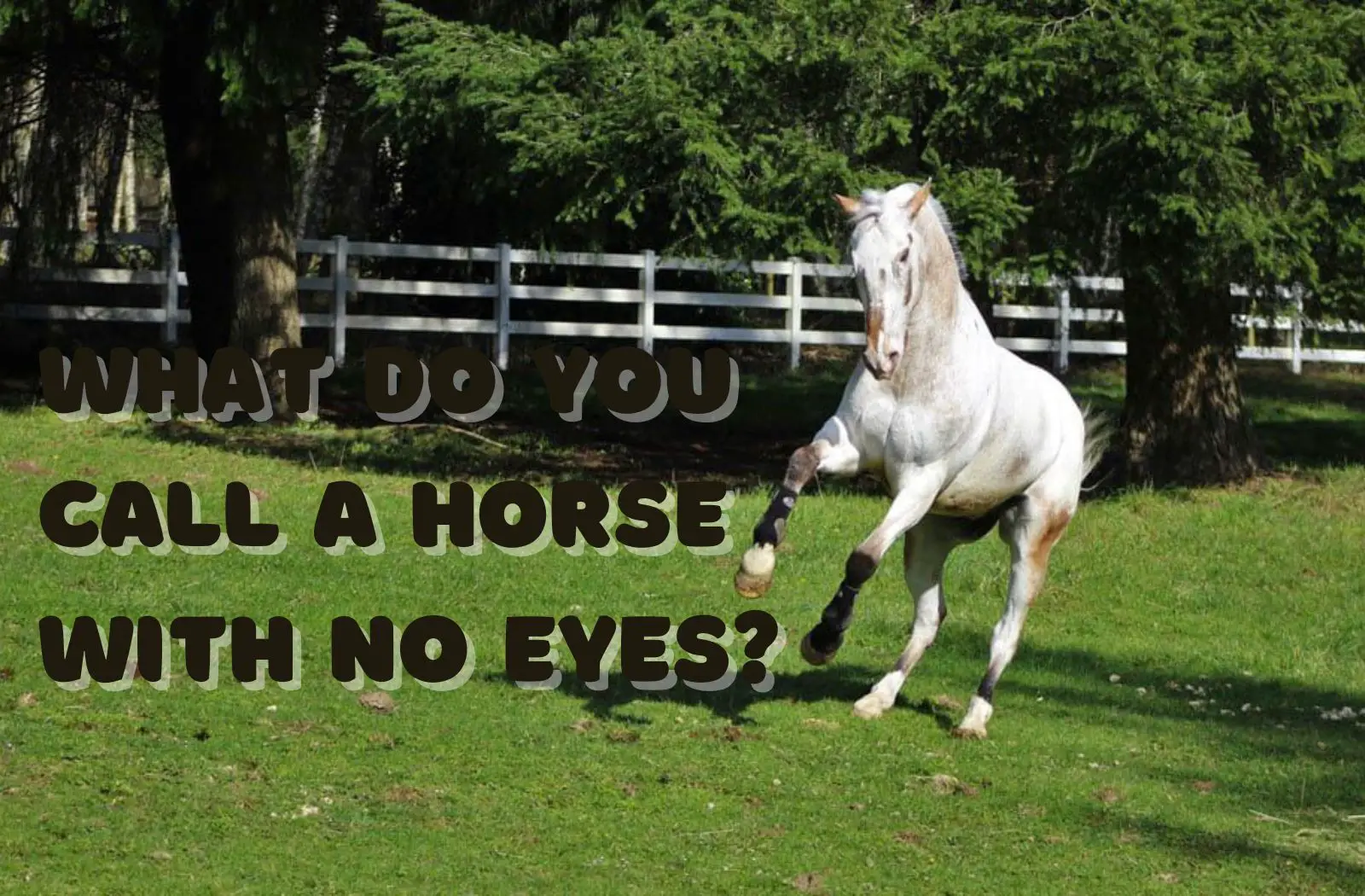 What Do You Call a Horse With No Eyes?