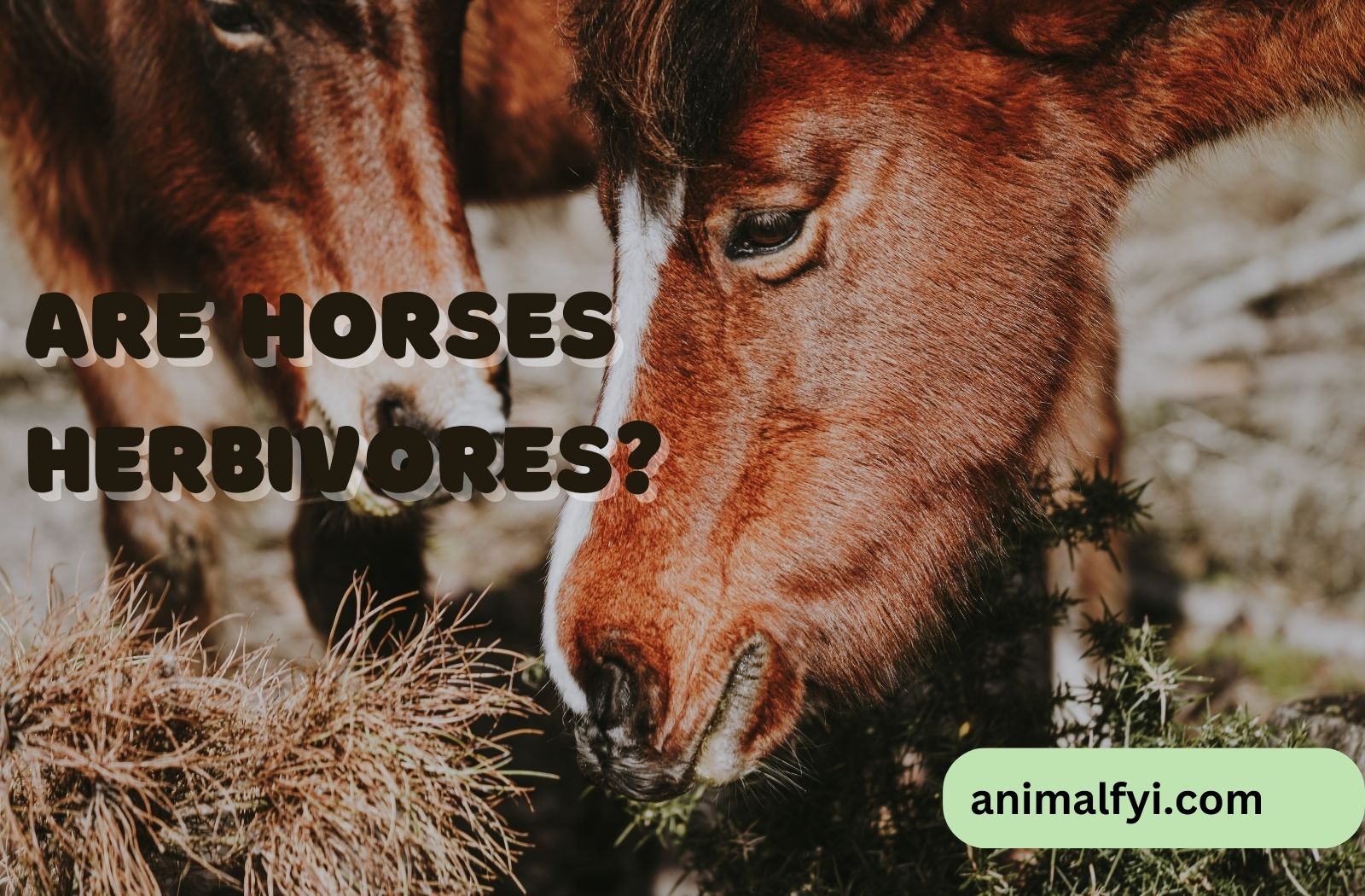 Are Horses Herbivores
