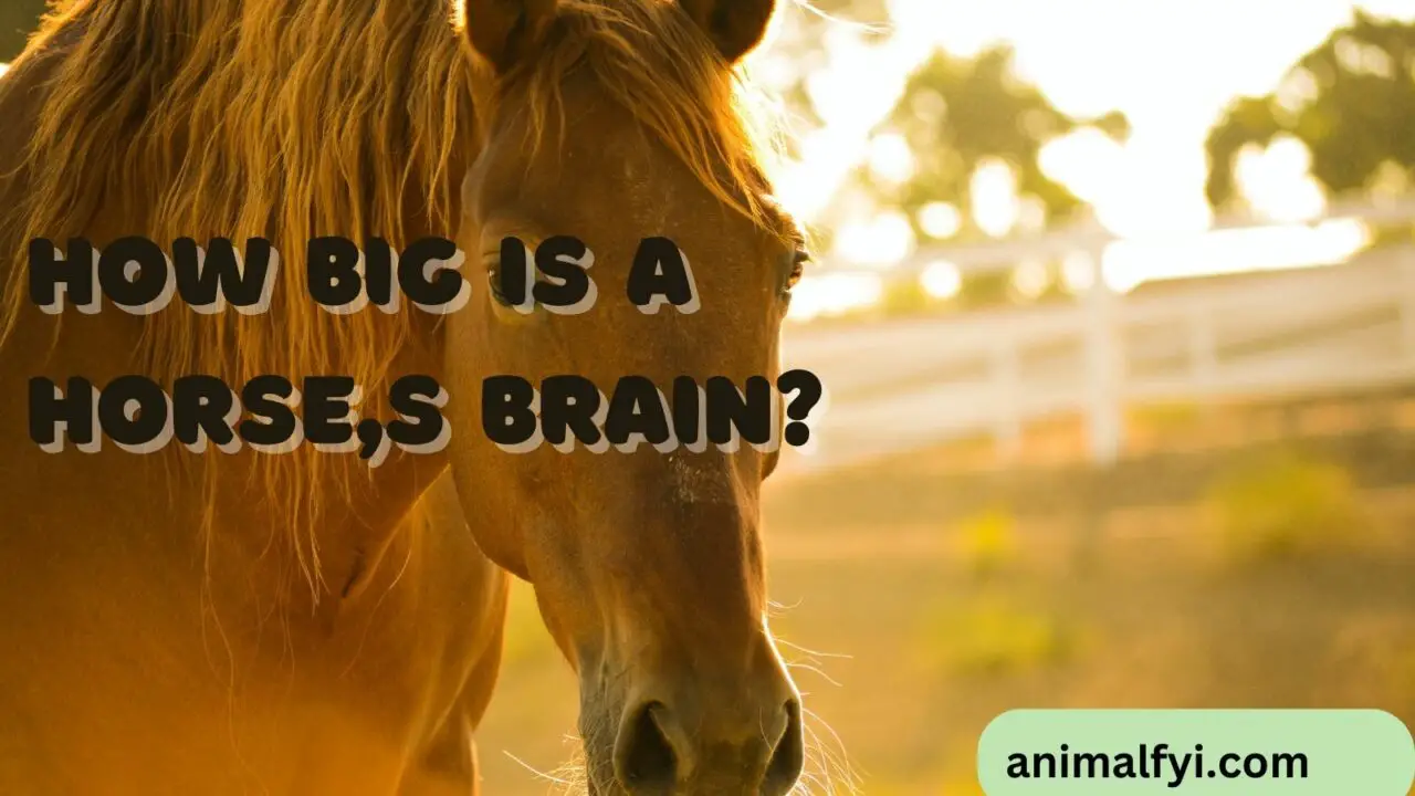 How Big is a Horse’s Brain?