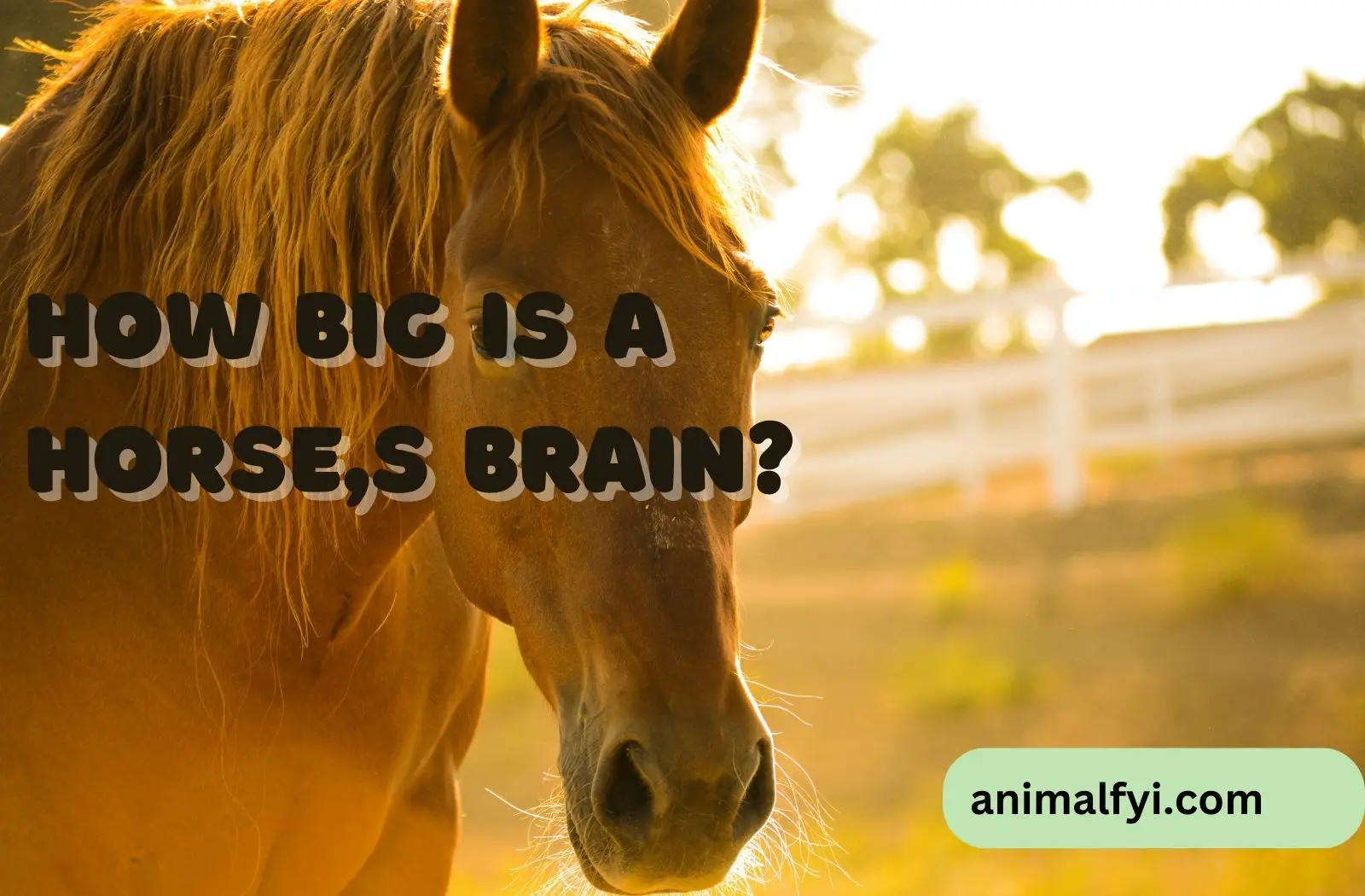 How Big is a Horse's Brain?