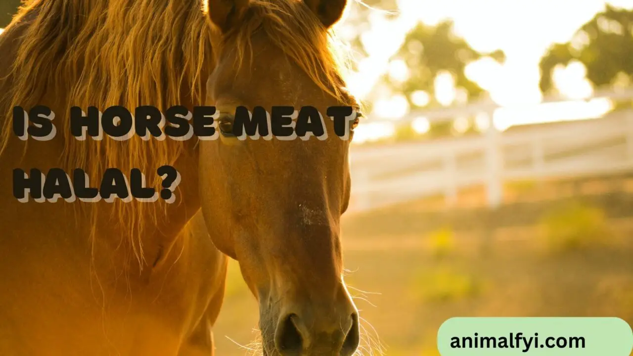 Is Horse Meat Halal?