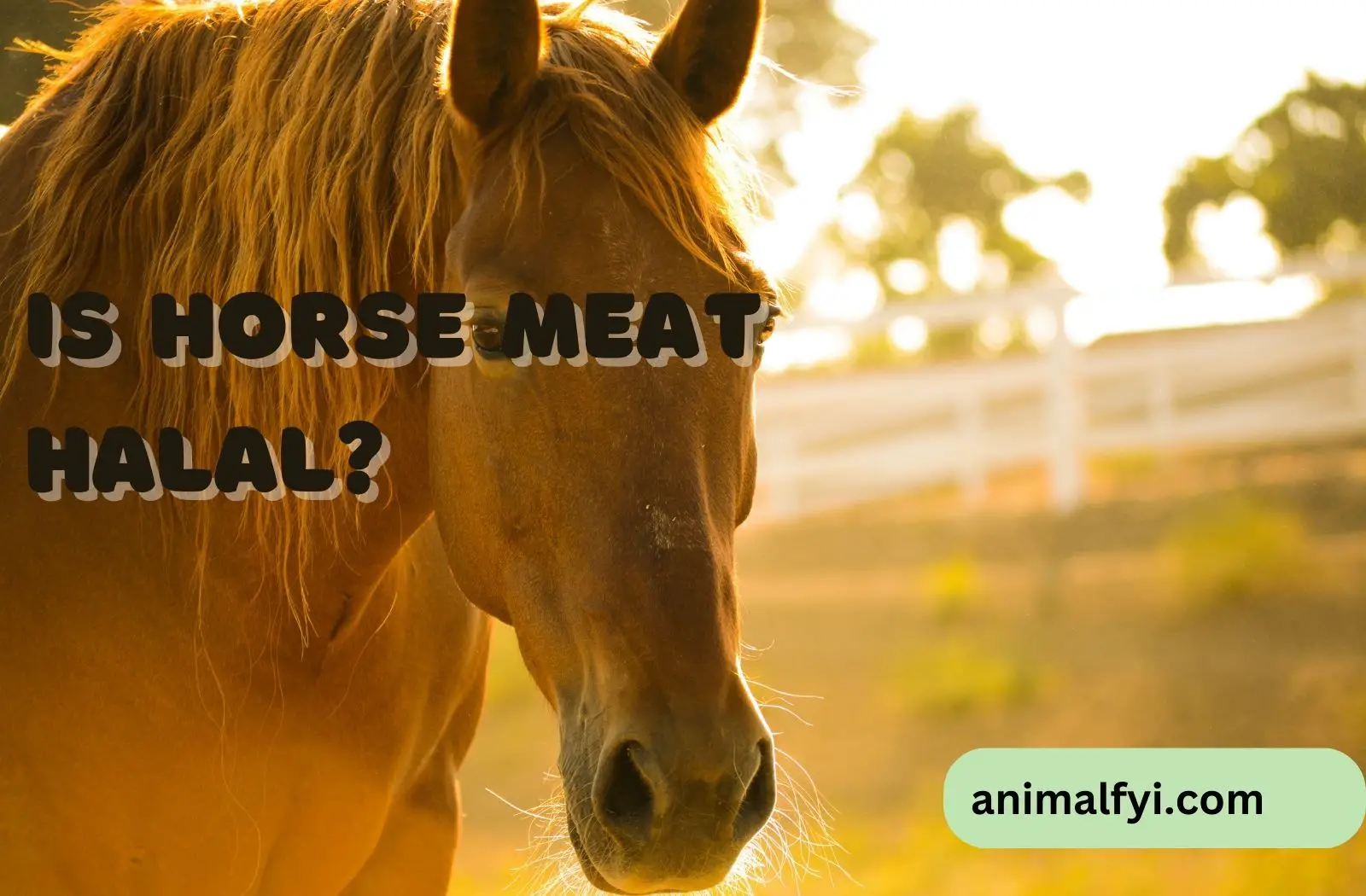 Is Horse Meat Halal?