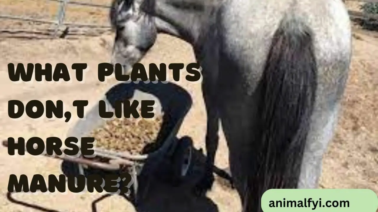What Plants Don’t Like Horse Manure?