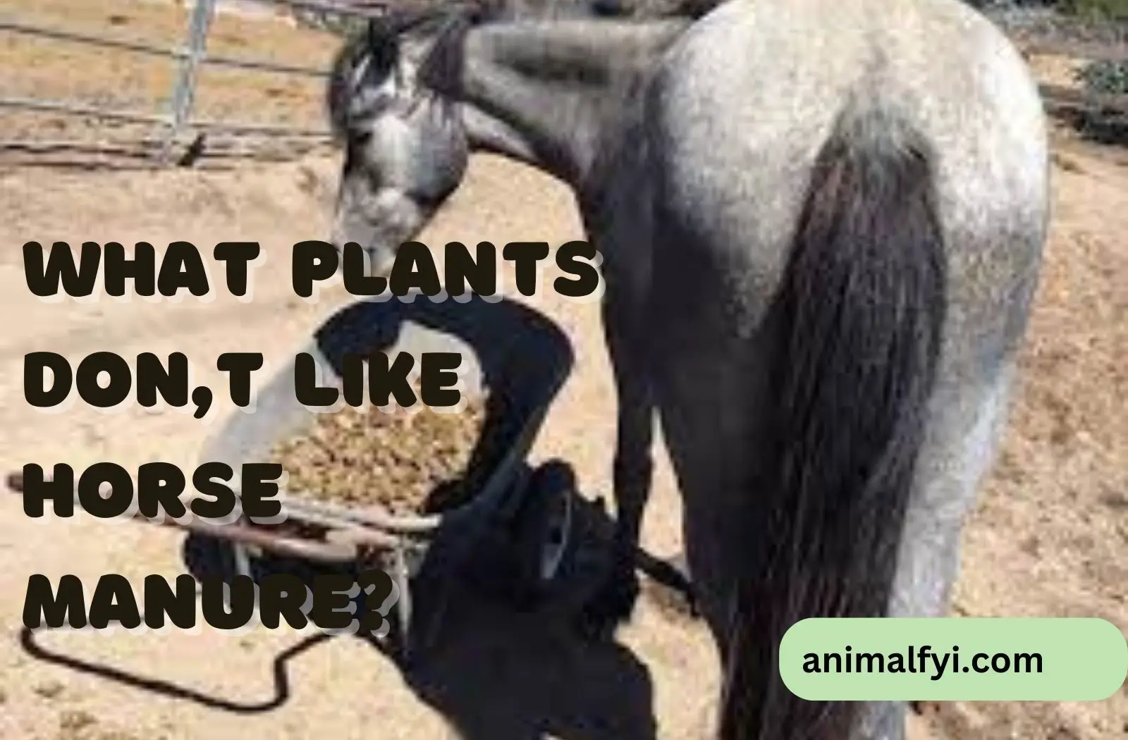 what plants don't like horse manure