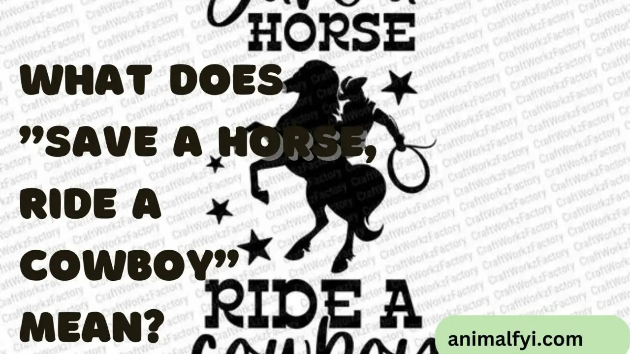 What Does “Save a Horse, Ride a Cowboy” Mean?
